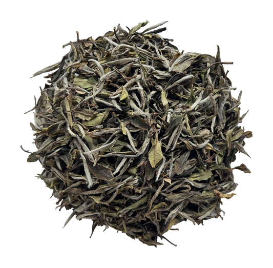 2023 Wilderness  First Grade White Peony